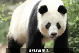 社会 | “花花”妈妈，大熊猫“成功”离世图片