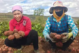 秋游甘南卓尼喀尔钦镇山村，两个挖土豆的妇女给我深深地上了一课图片