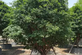 嘉宝树是庭院造景的新宠，家里种一株，新奇独特，硕果满满图片