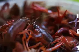 小龙虾“越狱出逃”，被网友逮住当宠物，众多网友讲述“小龙虾的故事”图片