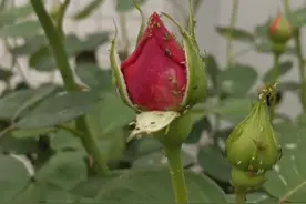 爆发期的蚜虫防治关键点图片