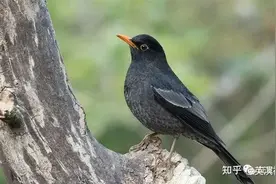 说点鸟儿事——乌鸫乌鸦八哥的区别图片