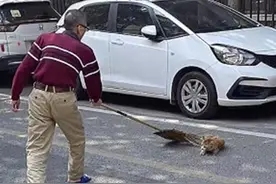 小橘猫被驱赶到路中间，幸被好心人路过救下：要好好活着呀图片