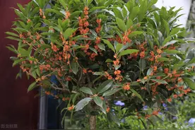 桂花树矮化的修剪方法图片