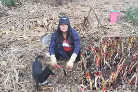 废旧桶里种上几根折耳根，1年后收获满满一大桶，方法省地又省事图片