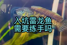 入坑雷龙鱼，需要练手鱼吗图片