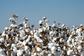 各种纯棉T恤为何质量参差不齐？教你如何买到高质量的棉T恤图片