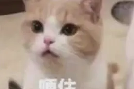 那只饿到吃石头的猫，后来怎么样了？图片