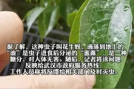 树上滴"油" 地面黏糊糊 原来是蚜虫在"吐蜜"图片