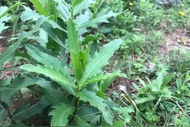揭秘刺儿菜：神奇草本植物的惊人功效与广泛应用图片