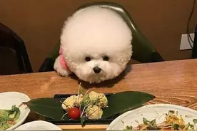 原来在比熊眼中，这几种食物，简直就是“人间美味”图片