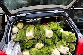 用车拉白菜被查，男人怒问交警：我这车到底能拉啥！图片