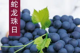 从被叫编号005到“中国酿酒葡萄代表”，ta是如何逆袭的？图片