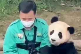 韩国网民因泰国熊猫去世被我国要求赔偿吐槽，赶紧把熊猫还给中国图片