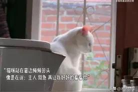猫猫和狗狗的最后道别 它们连离开都不想你难过图片