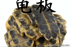 抗癌中药：龟板，让“坏东西”消去、“好东西”恢复！图片