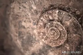 中国人独特的浪漫，要从几亿年前的螺纹讲起图片