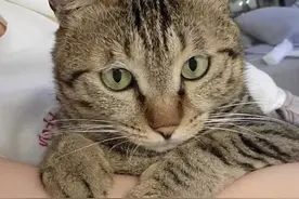 为什么很多人都不愿意养“狸花猫”？看完后养需要做好心理准备！图片