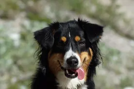 惊吓后也安心，训练你的狗狗不再咬人！图片