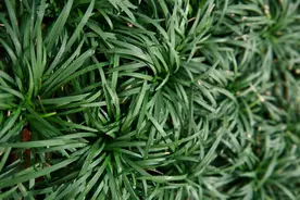 绿化带1种韭菜草，以往认为不值钱，不料其根是珍贵的“麦冬”图片