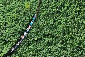 坐着高铁看贵州丨高铁沿线美丽蝶变：昔日“水淹田” 今日“荷塘美”图片