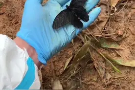东航Mu5735搜救现场一只黑色蝴蝶让人泪目：想到了那只蝴蝶结发圈图片