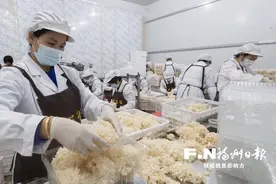 “万菇之王”绣球菌在罗源栽培成功图片