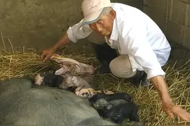 云南农家母猪离家出走，回家生下“蟒蛇猪”，浑身蟒蛇纹吓坏众人图片