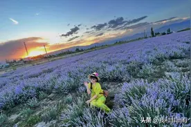 薰衣草芬芳的夏天，遇见美好的“晃晃村”图片