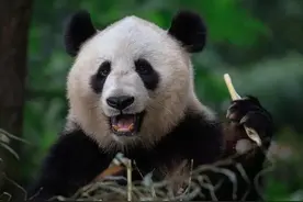 73855定律图片
