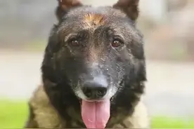 网红军犬退役，即将有人收养图片