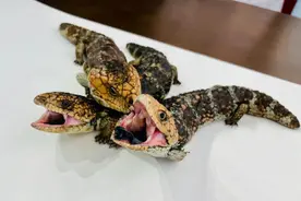 查获松果蜥3只图片