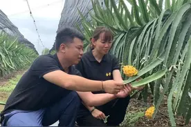 在湛江，这种水果1斤能卖100元！大学生夫妻把它种火了图片