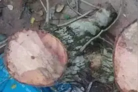 黄花梨树。18万买的黄花梨，结果开料后只有牙签那么一点点图片