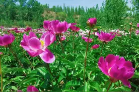 药材名称—白芍图片