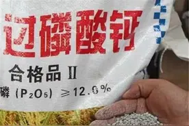 过磷酸钙有什么作用，它仅仅只是一种普通的磷肥吗？答案来了图片