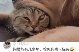 搞笑爆料：问君能有几多愁，恰似狗嘴卡猫头图片