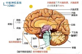 大脑结构与学习能力图片