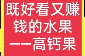 亩产3000斤，卖价10元一斤，曾被用作贡品的钙果，种植前景如何？图片