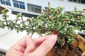 腊月逛花市，6种花不要买，因为“花”是假的，别上当图片