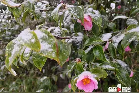 三月的金佛山遇见飘雪 有种转瞬即逝的美图片
