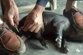 如何对猪进行正确阉割？你会吗？（实践心得）图片