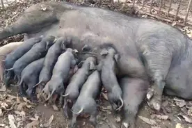 4龄猪妈妈“喜提”16只娃，将给主人带来近万元收入图片