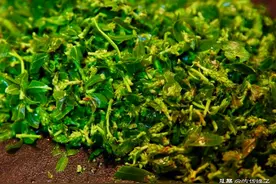 春天，碰到柳芽别手软，营养高正当季，2元1斤吃得起，蒸着吃最香图片