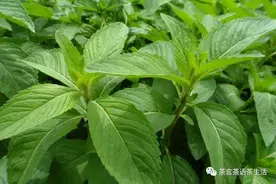 糯米香普洱为什么要谨慎喝图片