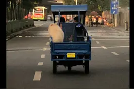 夫妻俩开三轮车载着萨摩耶，它在后面笑得好开心：敞篷车就是爽图片