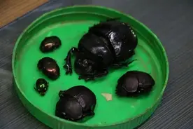 济南海关查获2大瓶甲虫：1000只“屎壳郎” 臭气扑鼻图片