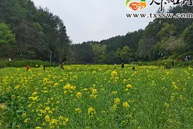 暖春，与油菜花来一次浪漫邂逅图片