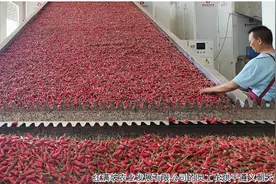 贵州辣椒:资源禀赋孕育生态辣椒 品牌化赋能高质量发展图片