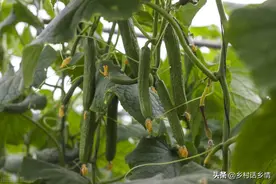 黄瓜、西瓜、丝瓜、冬瓜如何增加雌花？我来告诉你，赶紧学学图片